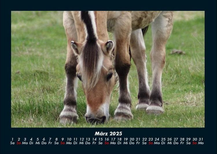 Produktbild: Pferde Kalender 2025 Fotokalender DIN A4