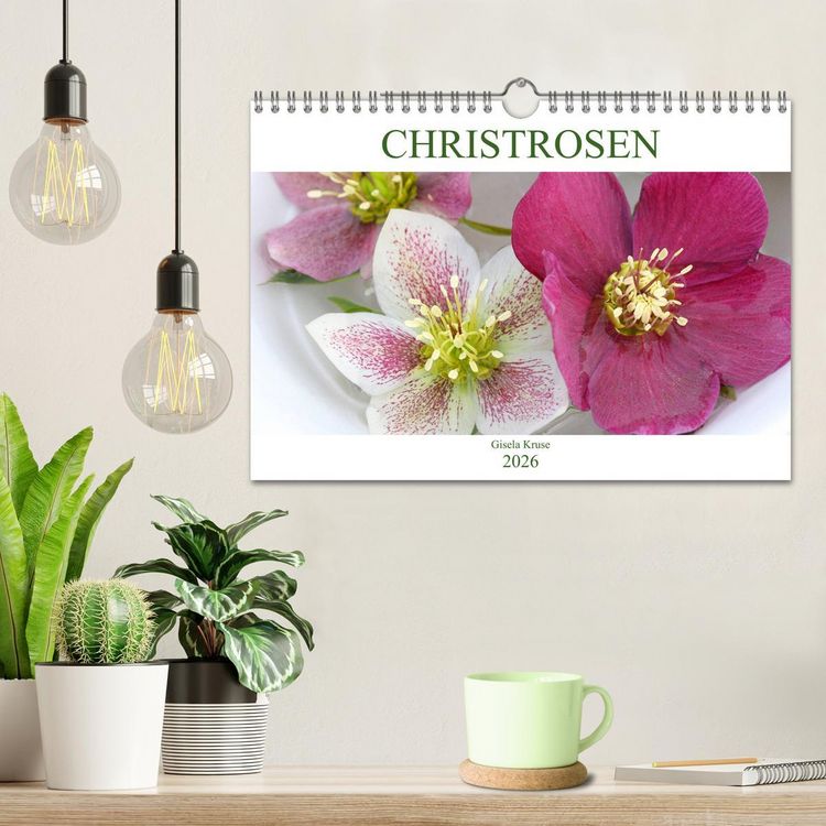 Produktbild: Christrosen (Wandkalender 2026 DIN A4 quer), CALVENDO Monatskalender