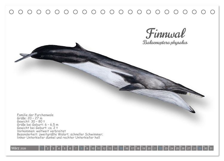 Produktbild: Wale und Delfine Steckbriefe (Tischkalender 2026 DIN A5 quer), CALVENDO Monatskalender
