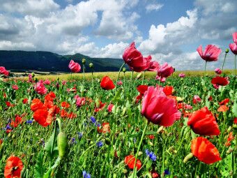 Produktbild: CALVENDO Puzzle Traumhafte Mohnbl&uuml;te in Germerode am Mei&szlig;ner | 1000 Teile Lege-Gr&ouml;&szlig;e 64x48cm Foto-Puzzle f&uuml;r gl&uuml;ckliche Stunden