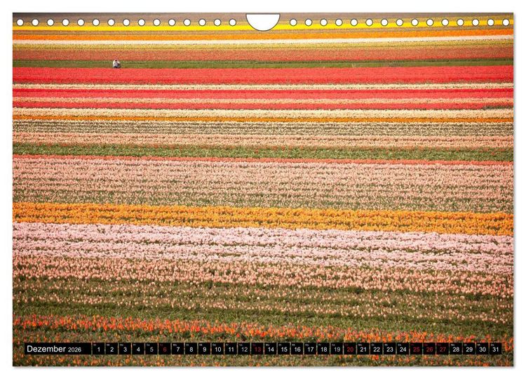 Produktbild: Tulpen (Wandkalender 2026 DIN A4 quer), CALVENDO Monatskalender