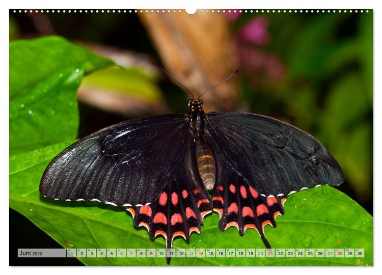 Produktbild: Schmetterlinge - zarte Gesch&ouml;pfe der Natur (hochwertiger Premium Wandkalender 2026 DIN A2 quer), Kunstdruck in Hochglanz