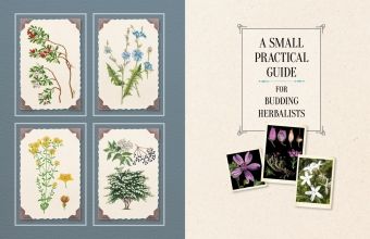 Produktbild: 100 Plants That Heal