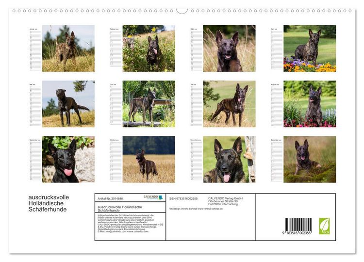 Produktbild: ausdrucksvolle Holl&auml;ndische Sch&auml;ferhunde (hochwertiger Premium Wandkalender 2026 DIN A2 quer), Kunstdruck in Hochglanz