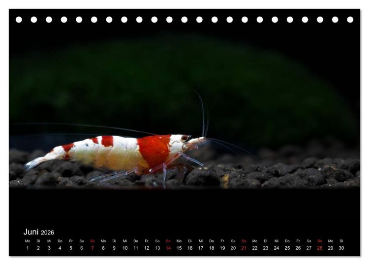 Produktbild: Zwerggarnelen - gepanzerte Juwelen im Aquarium (Tischkalender 2026 DIN A5 quer), CALVENDO Monatskalender