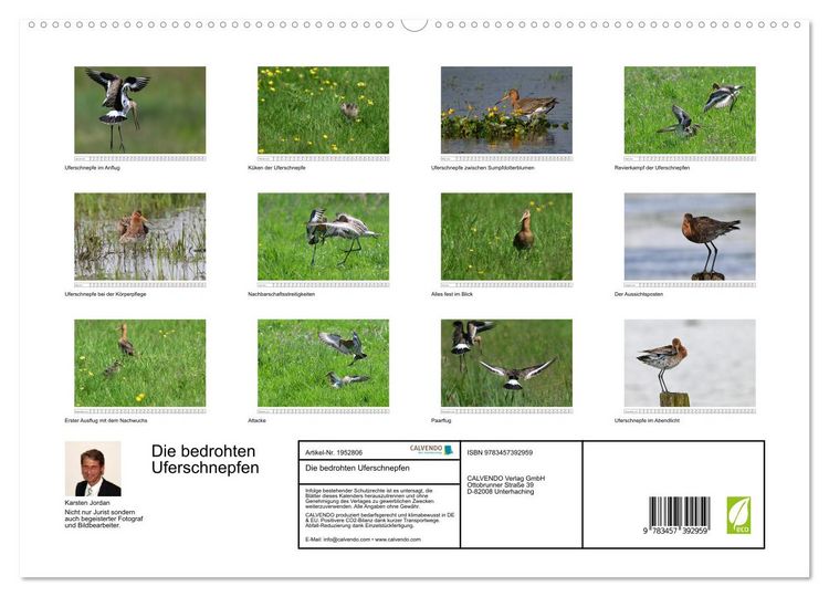 Produktbild: Die bedrohten Uferschnepfen (hochwertiger Premium Wandkalender 2026 DIN A2 quer), Kunstdruck in Hochglanz