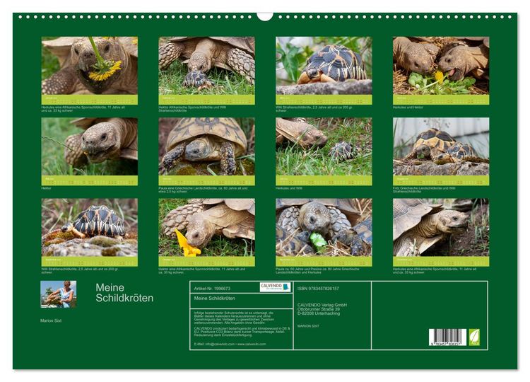 Produktbild: Meine Schildkr&ouml;ten (Wandkalender 2026 DIN A2 quer), CALVENDO Monatskalender