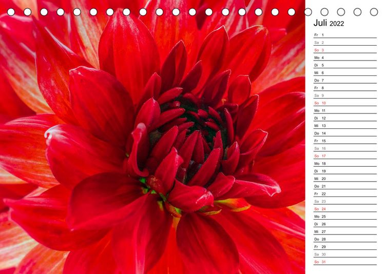 Produktbild: Bl&uuml;hende Dahlien (Tischkalender 2022 DIN A5 quer)