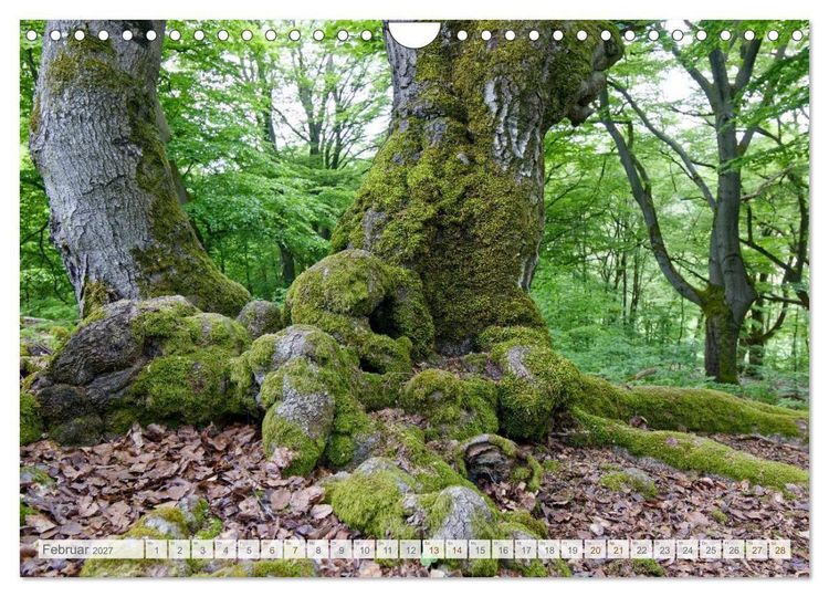 Produktbild: Hutewald Halloh - Baumriesen aus vergangenen Zeiten (Wandkalender 2027 DIN A4 quer), CALVENDO Monatskalender
