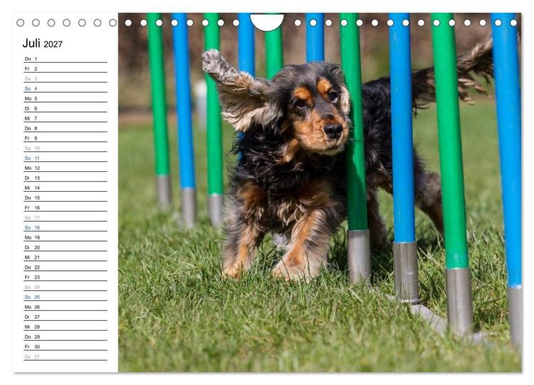 Produktbild: Agility - Sport und Spass (Wandkalender 2027 DIN A4 quer), CALVENDO Monatskalender