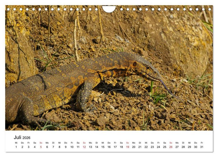 Produktbild: S&uuml;dafrika - Eine beeindruckende Tierwelt (Wandkalender 2026 DIN A4 quer), CALVENDO Monatskalender