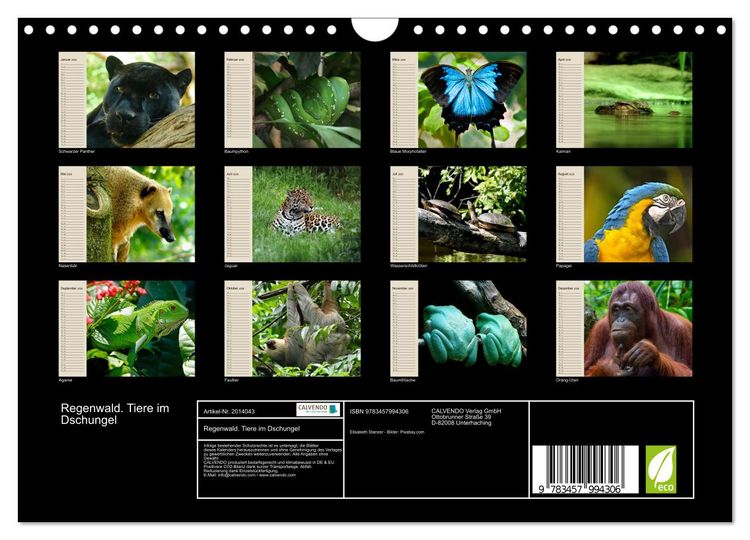 Produktbild: Regenwald. Tiere im Dschungel (Wandkalender 2026 DIN A4 quer), CALVENDO Monatskalender