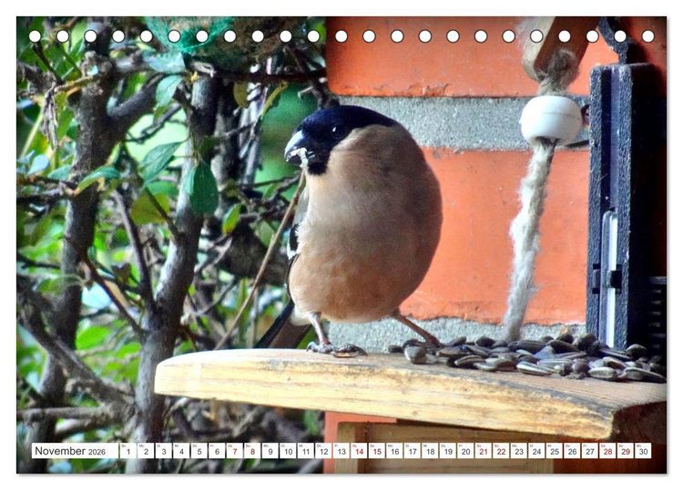 Produktbild: Herr und Frau Gimpel - Stammg&auml;ste im Garten (Tischkalender 2026 DIN A5 quer), CALVENDO Monatskalender
