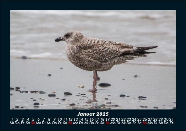 Produktbild: Vogelparadies 2025 Fotokalender DIN A5