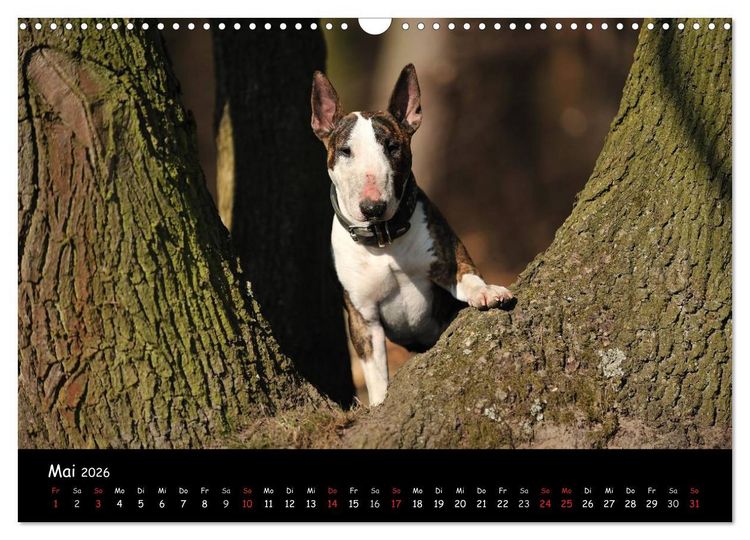 Produktbild: Bullterrier? Was sonst! (Wandkalender 2026 DIN A3 quer), CALVENDO Monatskalender