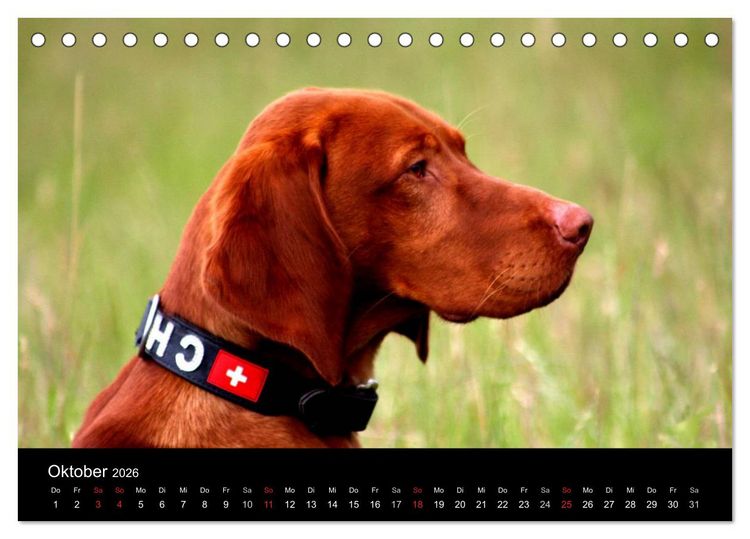 Produktbild: Magyar Vizsla (Tischkalender 2026 DIN A5 quer), CALVENDO Monatskalender