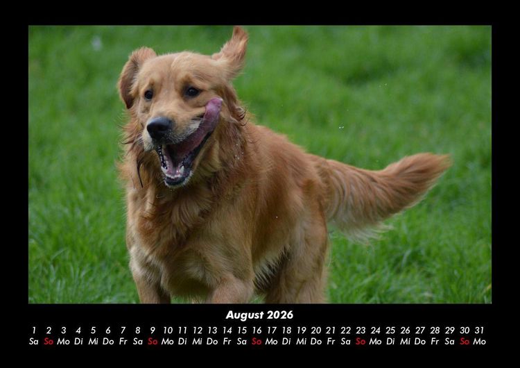 Produktbild: Hunde 2026 Fotokalender DIN A3