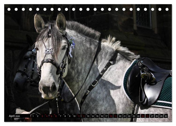 Produktbild: Schwere Warmbl&uuml;ter 2026 (Tischkalender 2026 DIN A5 quer), CALVENDO Monatskalender