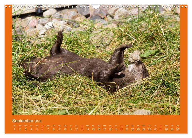 Produktbild: Tierkinder (Wandkalender 2026 DIN A3 quer), CALVENDO Monatskalender