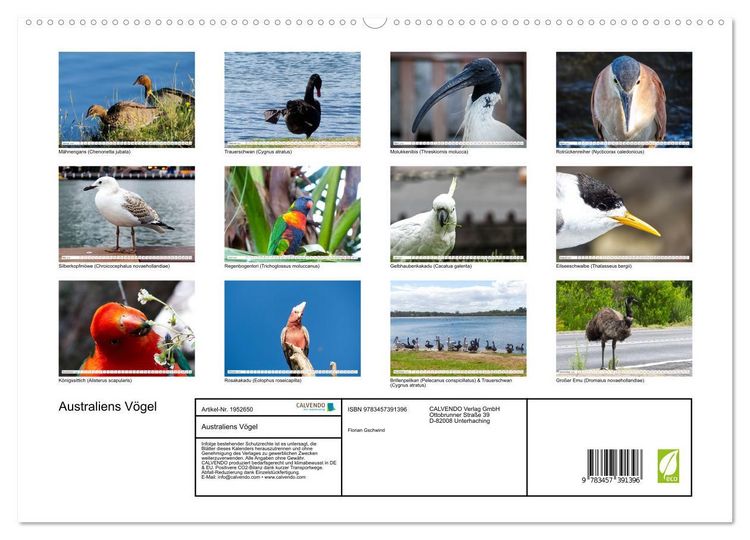 Produktbild: Australiens V&ouml;gel (hochwertiger Premium Wandkalender 2026 DIN A2 quer), Kunstdruck in Hochglanz