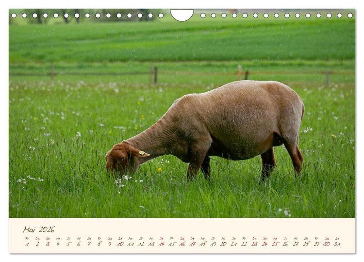 Produktbild: Coburger Fuchsschaf (Wandkalender 2026 DIN A4 quer), CALVENDO Monatskalender
