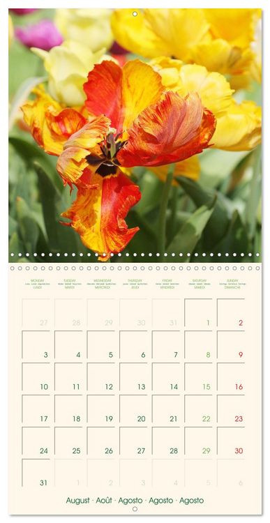 Produktbild: Tulipes charmantes et fra&icirc;ches (Calendrier mural carr&eacute; 2026 30x30 cm) Calendrier double avec une page pour vos prises de notes