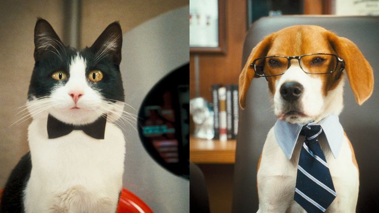 Produktbild: Cats & Dogs - Die Rache der Kitty Kahlohr (inkl. Digital Copy)