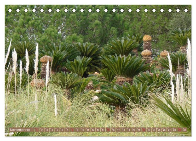 Produktbild: BOTANICACTUS Mallorcas Kakteengarten (Tischkalender 2026 DIN A5 quer), CALVENDO Monatskalender