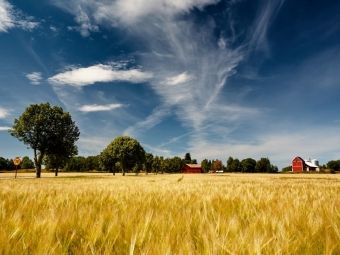 Produktbild: CALVENDO Puzzle Kornfelder - ein vertrauter Anblick in S&uuml;dschweden 1000 Teile Puzzle quer | 1000 Teile Lege-Gr&ouml;&szlig;e 64 &times; 48 cm Foto-Puzzle f&uuml;r gl&uuml;ckliche Stunden