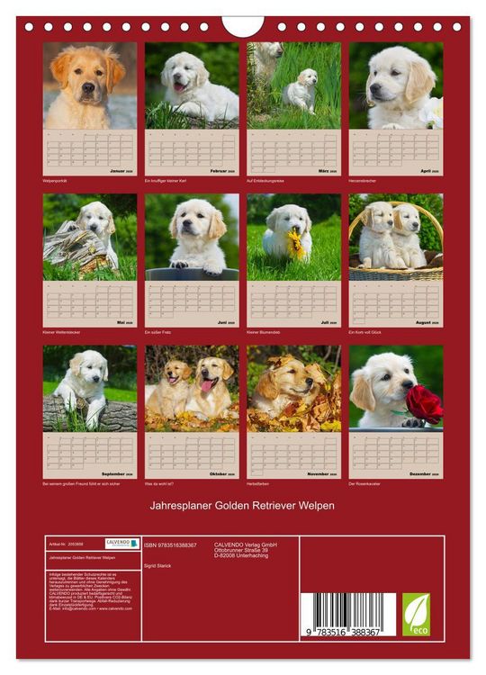 Produktbild: Jahresplaner Golden Retriever Welpen (Wandkalender 2026 DIN A4 hoch), CALVENDO Monatskalender