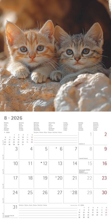 Produktbild: Katzen 2026 - Broschürenkalender 30x30 cm (30x60 geöffnet) - Kalender mit Platz für Notizen - Cats - Bildkalender - Wandplaner - Katzenkalender