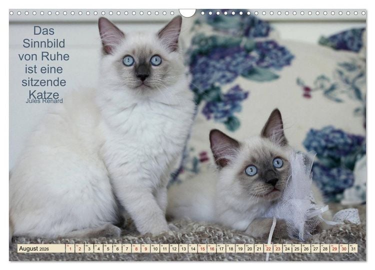Produktbild: Samtpfoten Lebendige Poesie (Wandkalender 2026 DIN A3 quer), CALVENDO Monatskalender