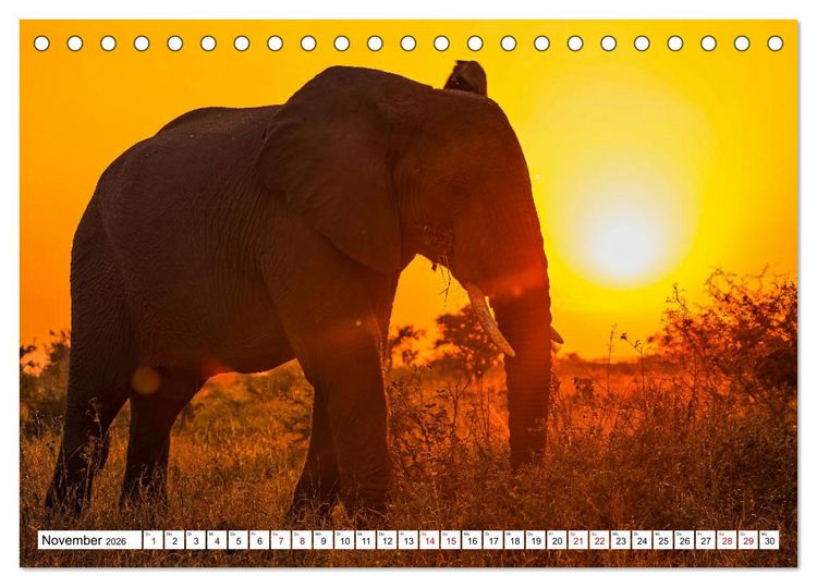 Produktbild: Elefanten-Traum - Herzenssache Afrika (Tischkalender 2026 DIN A5 quer), CALVENDO Monatskalender