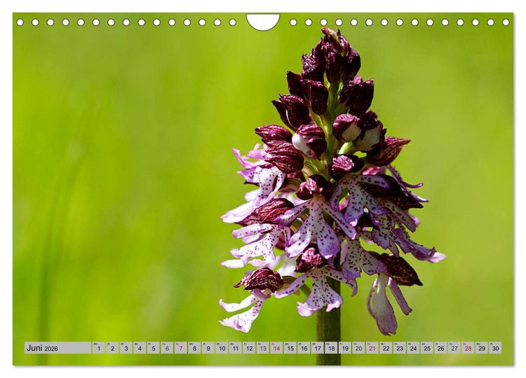 Produktbild: Orchideenwiese 2026 (Wandkalender 2026 DIN A4 quer), CALVENDO Monatskalender
