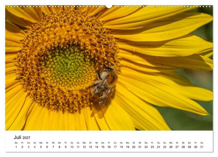 Produktbild: Bunter Nektarrausch - Nektarsammler in leuchtenden Farben (hochwertiger Premium Wandkalender 2027 DIN A2 quer), Kunstdruck in Hochglanz