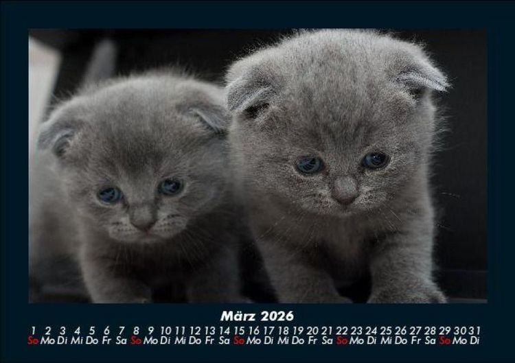 Produktbild: F&uuml;r Katzenfreunde 2026 Fotokalender DIN A5
