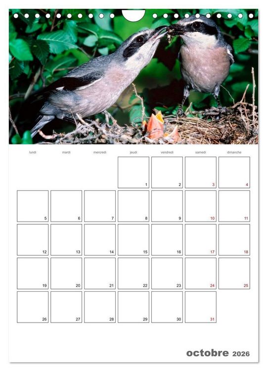 Produktbild: Les passereaux &agrave; l'or&eacute;e de la vie (Calendrier mural 2026 DIN A4 horizontal), CALVENDO calendrier mensuel