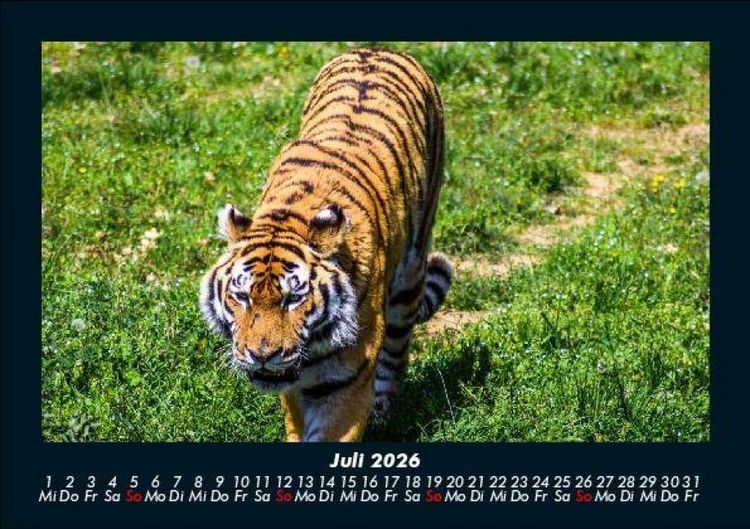Produktbild: Tiger 2026 Fotokalender DIN A5