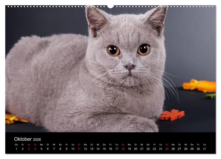 Produktbild: Britisch Kurzhaar Katzen (hochwertiger Premium Wandkalender 2026 DIN A2 quer), Kunstdruck in Hochglanz