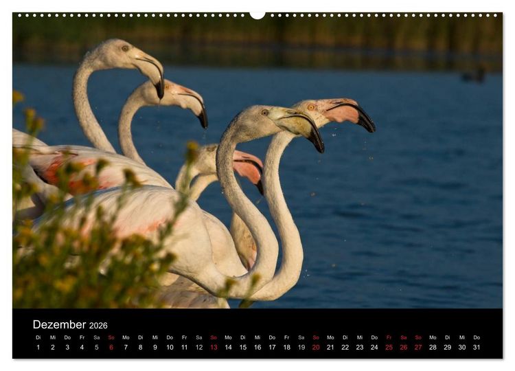 Produktbild: Flamingos der Camargue 2026 (Wandkalender 2026 DIN A2 quer), CALVENDO Monatskalender