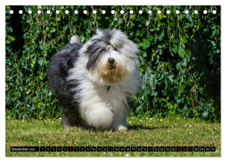 Produktbild: Traumhund Bobtail (Tischkalender 2026 DIN A5 quer), CALVENDO Monatskalender