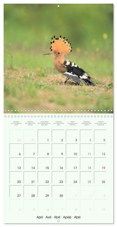 Produktbild: La parade des plumes (Calendrier mural carr&eacute; 2026 30x30 cm) Calendrier double avec une page pour vos prises de notes