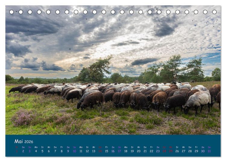 Produktbild: Heidschnucken, die pr&auml;chtigen Schafe der L&uuml;neburger Heide (Tischkalender 2026 DIN A5 quer), CALVENDO Monatskalender