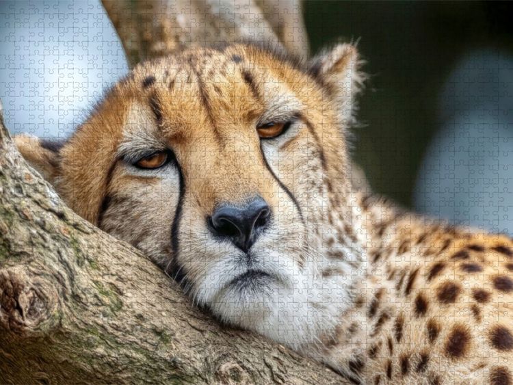Produktbild: CALVENDO Puzzle Endlich eine Ruhepause | 1000 Teile Lege-Gr&ouml;&szlig;e 64x48cm Foto-Puzzle f&uuml;r gl&uuml;ckliche Stunden