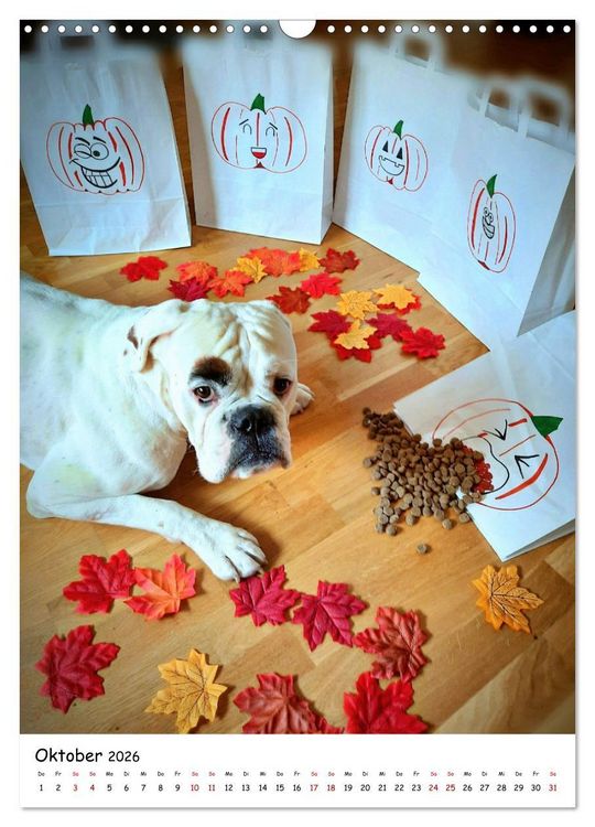 Produktbild: Wei&szlig;er BOXER (Wandkalender 2026 DIN A3 hoch), CALVENDO Monatskalender