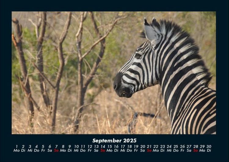 Produktbild: Zebrazauber 2025 Fotokalender DIN A4