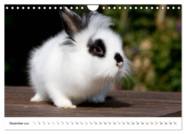 Produktbild: Kaninchen - knuddelige Hausgenossen (Wandkalender 2026 DIN A4 quer), CALVENDO Monatskalender