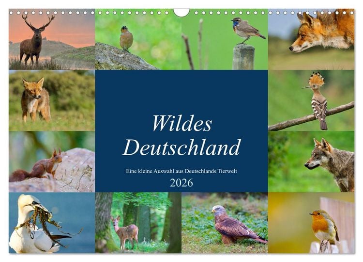 Produktbild: Wildes Deutschland (Wandkalender 2026 DIN A3 quer), CALVENDO Monatskalender