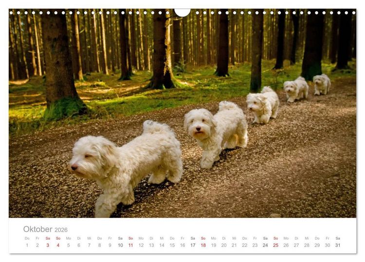 Produktbild: Havaneser - Herz aus Gold (Wandkalender 2026 DIN A3 quer), CALVENDO Monatskalender