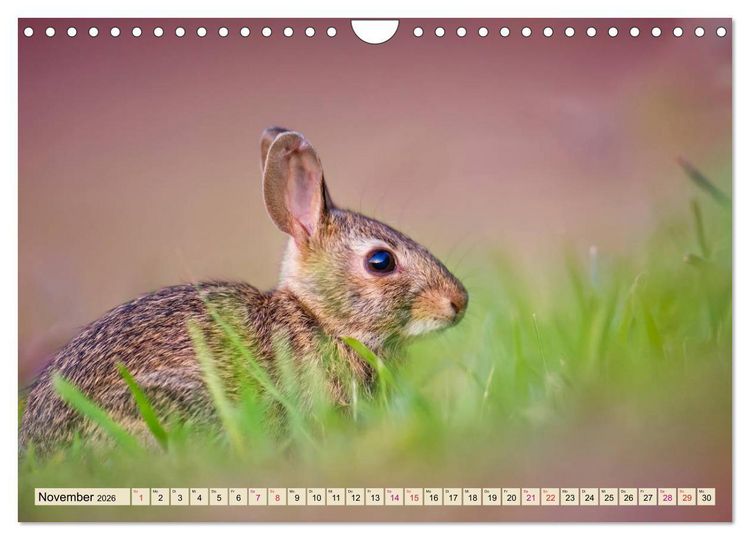 Produktbild: Feldhasen und Kaninchen (Wandkalender 2026 DIN A4 quer), CALVENDO Monatskalender
